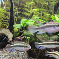 Pelvicachromis pulcher