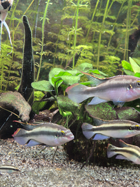 Pelvicachromis pulcher