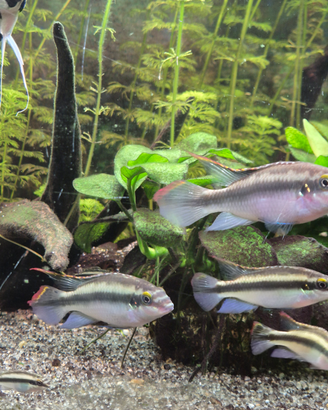 Pelvicachromis pulcher