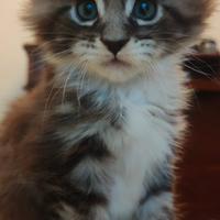 Cucciolo Main Coon con pedigree