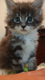 Cucciolo Main Coon con pedigree