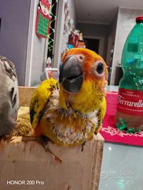 Conuro del sole da svezzare