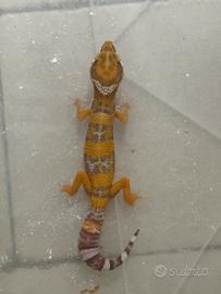 Geco Leopardino