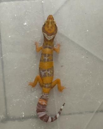 Geco Leopardino