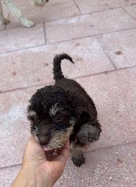 ULTIMISSIMI CUCCIOLI LAGOTTI ROMAGNOLI  GENOVA
