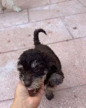ULTIMISSIMI CUCCIOLI LAGOTTI ROMAGNOLI  GENOVA