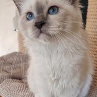Cuccioli di gatto Sacro di Birmania