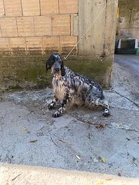 Setter due anni