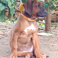 Cuccioli di Rhodesian Ridgeback