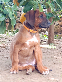 Cuccioli di Rhodesian Ridgeback