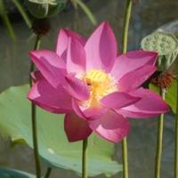 Pianta fiore di loto Nelumbo