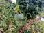 Immagine 15