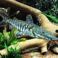 Giant tiger shovelnose catfish