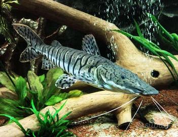 Giant tiger shovelnose catfish