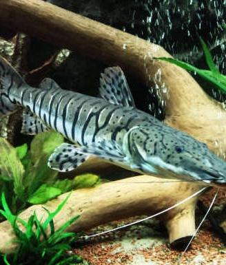 Giant tiger shovelnose catfish