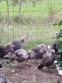 Oche Tolosa e tacchini