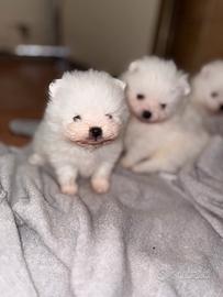 Pomerania spitz nano Pomerania