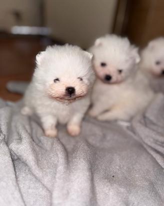 Pomerania spitz nano Pomerania