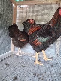 Galline wiedoott