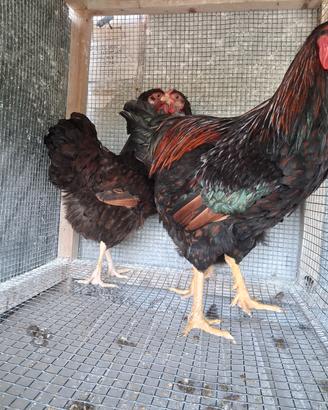 Galline wiedoott