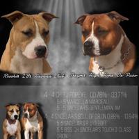 Cuccioli di American Staffordshire Terrier