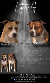 Cuccioli di American Staffordshire Terrier