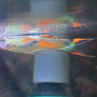 Pesci acquario Endler