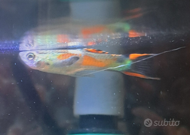 Pesci acquario Endler