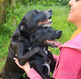 Cani  cuccioli e adulti