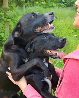 Cani  cuccioli e adulti