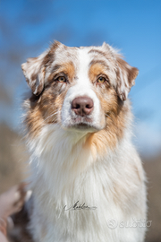 Pastore australiano Australian Shepherd per monte