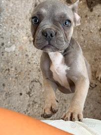 Bulldog francese