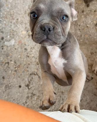 Bulldog francese