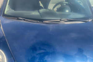 New beetle 