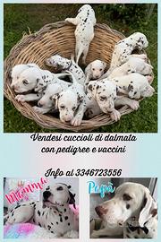 Dalmata