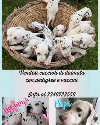 Dalmata