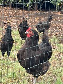Galline ornamentali
