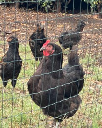 Galline ornamentali