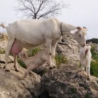 Capretti svezzati figli di SAANEN