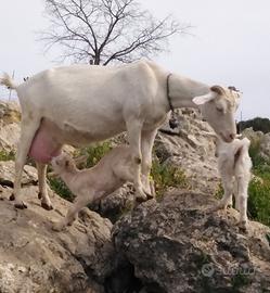 Capretti svezzati figli di SAANEN