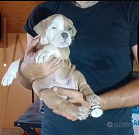 American bully