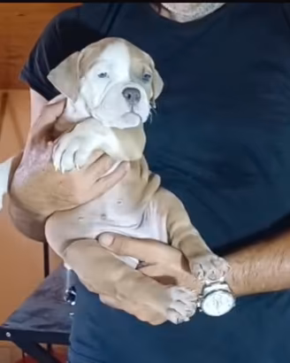 American bully
