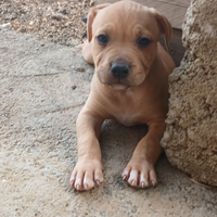 Cucciolo di pit bull