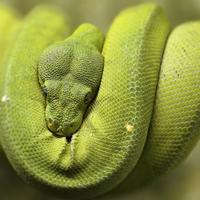 Morelia viridis
