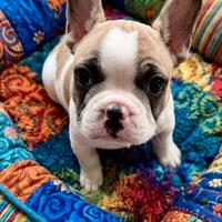 Bulldog francese maschio