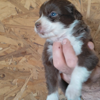 Cucciolo pastore australiano