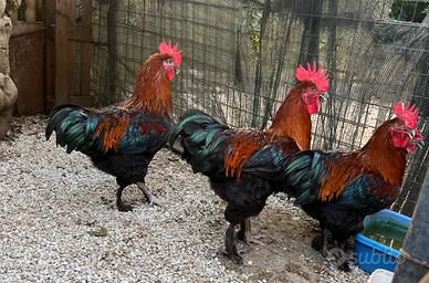 Marans