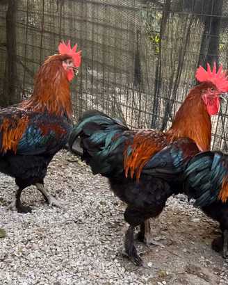 Marans