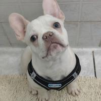 Bulldog francese con microchip