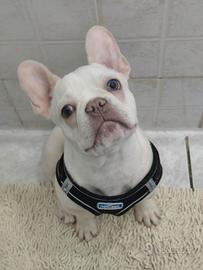 Bulldog francese con microchip